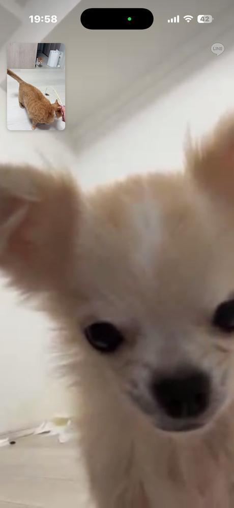 ꒰ ྀི ∩⸝⸝∩ ꒱♥︎