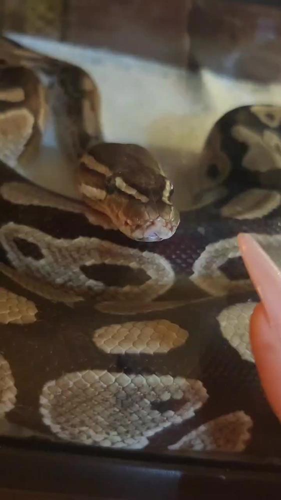 蛇さん🐍🩷
