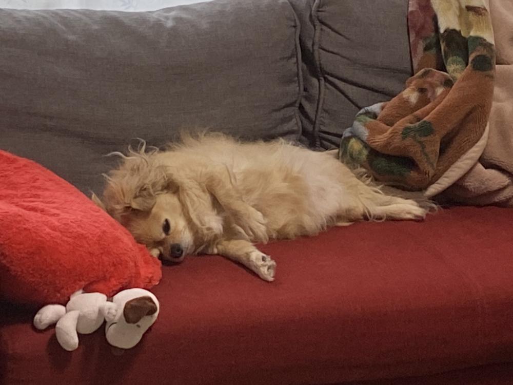 ねむねむ(  ¯꒳​¯ )ᐝ💤