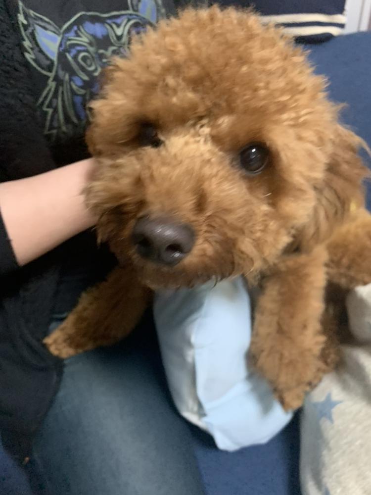 ちゅっきんだよ